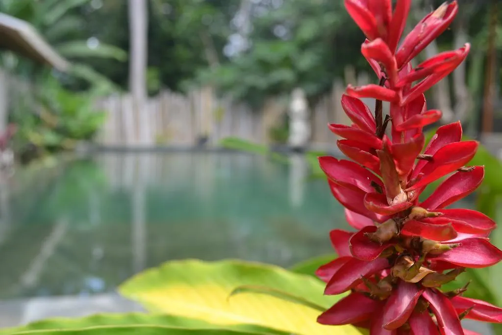 Suka'S House Bed & Breakfast Ubud Indonesia